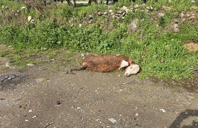 Telef olan hayvanı yol kenarına attılar