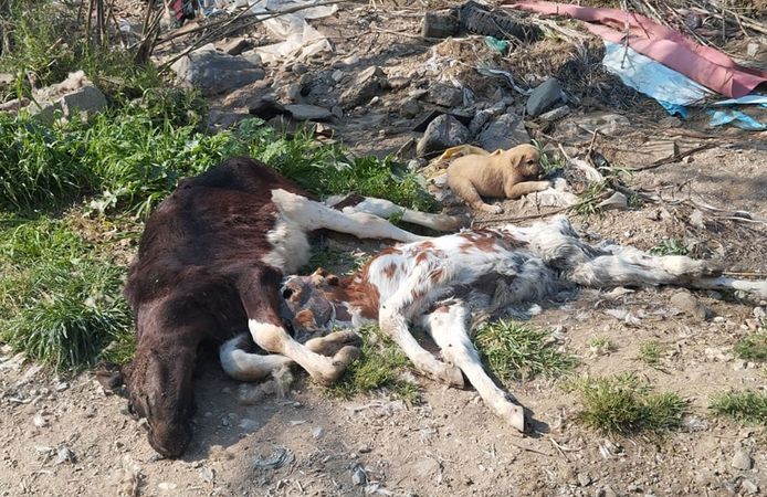 Bu hayvanlar neden ölüyor?