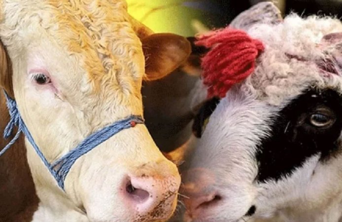 Kurban fiyatları cep yakacak