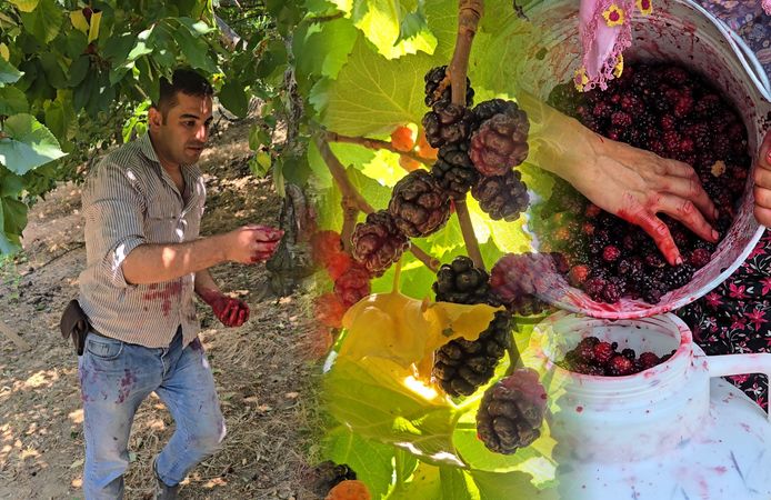 Tire’de karadut hasadı başladı