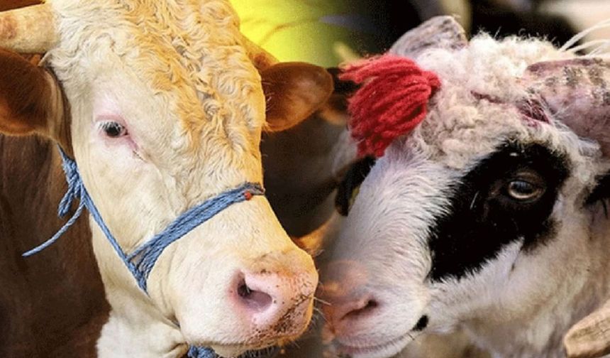 Kurban fiyatları el yakıyor