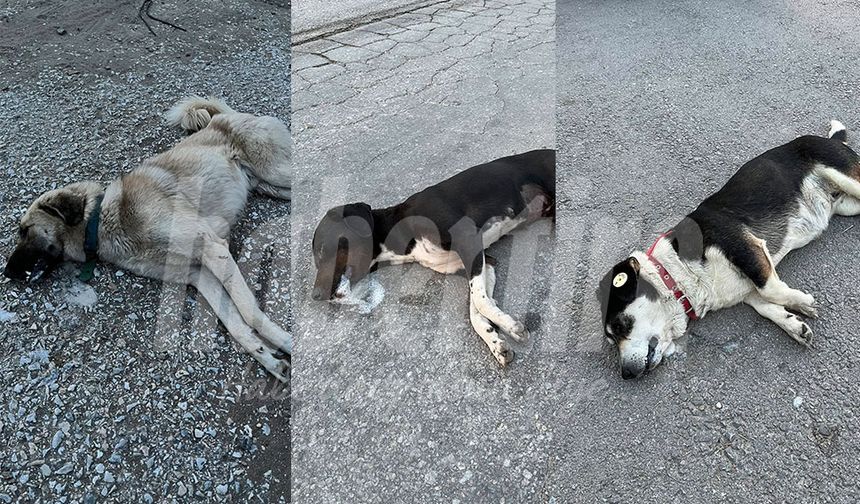 Bunun adı vahşet!