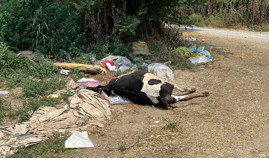 Telef olan hayvanı yol kenarına attılar