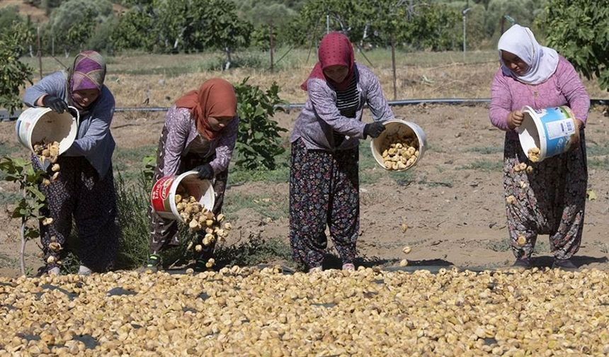 İncir işçi ücretleri belli oldu: 33 güne 90 bin lira