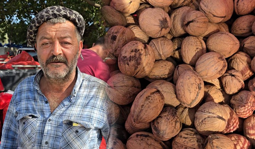 Tire’de ceviz fiyatı, beklentinin altında