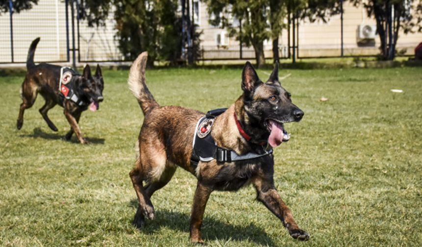 Kayıp bebeği kadavra köpekleriyle arayacaklar
