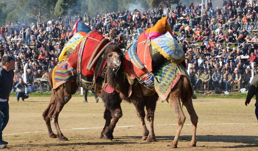 Deve Güreşlerinin Tarih ve Yerleri Belli Oldu