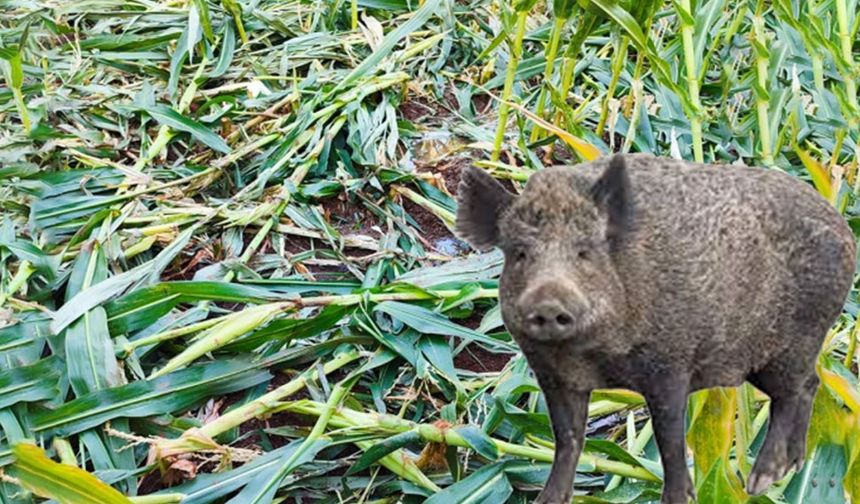 Domuzlar çiftçiyi canından bezdirdi