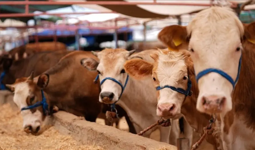Tire’de Hayvan Hareketlerindeki Şap Kısıtı Kaldırıldı