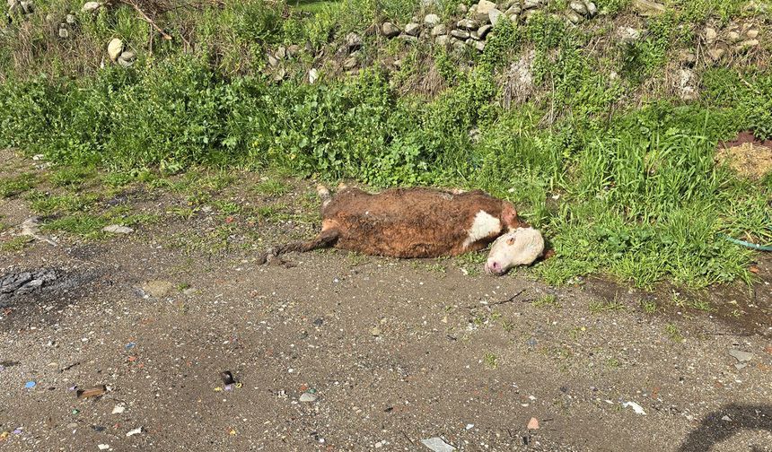 Telef olan hayvanı yol kenarına attılar