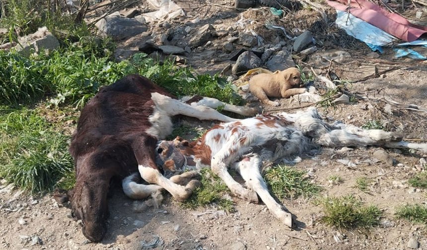 Bu hayvanlar neden ölüyor?