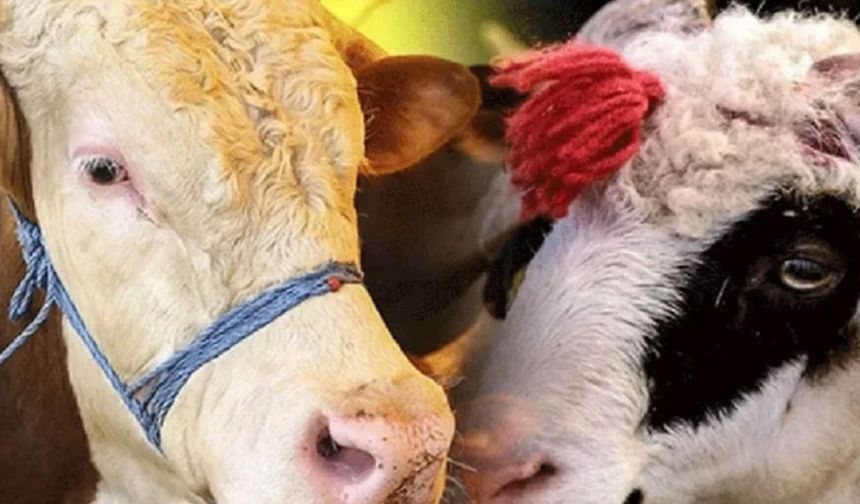 Kurban fiyatları cep yakacak
