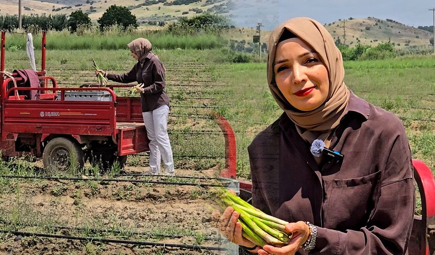 Tire’den Dünyaya Uzanan Başarı Hikayesi: Kadın Çiftçi Kuşkonmaz Üretimiyle Ezber Bozdu