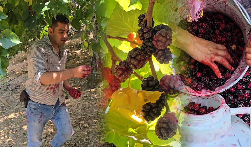 Tire’de karadut hasadı başladı