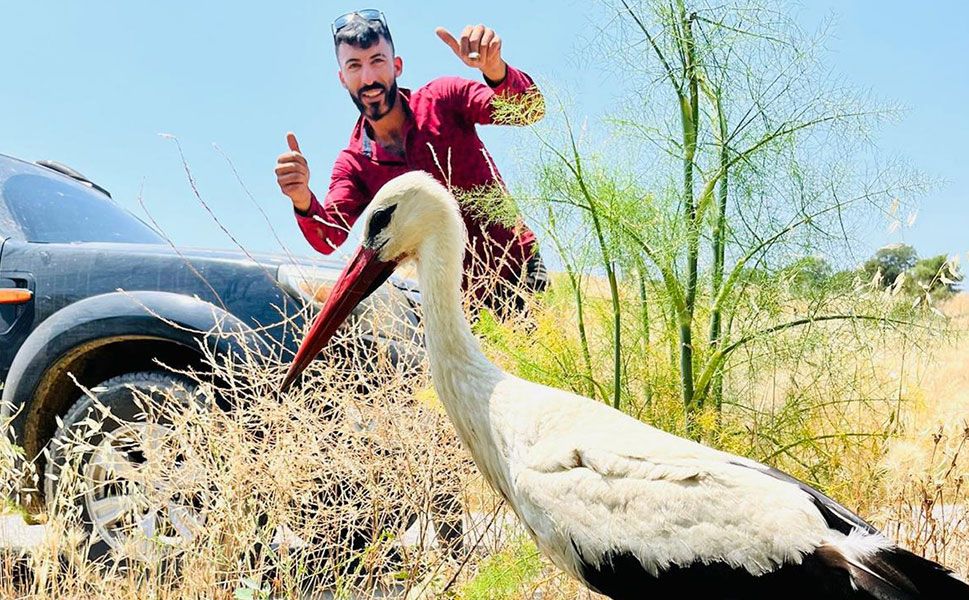 Yaralı leylek için seferber oldular
