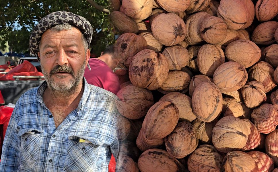 Tire’de ceviz fiyatı, beklentinin altında