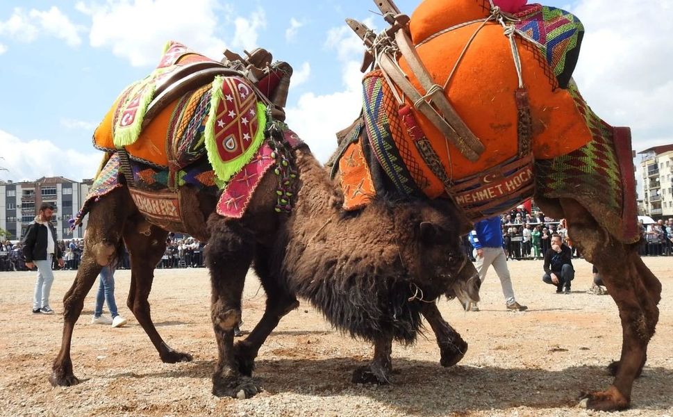 Denizli’de “Şap” sebebiyle deve güreşi iptal edildi