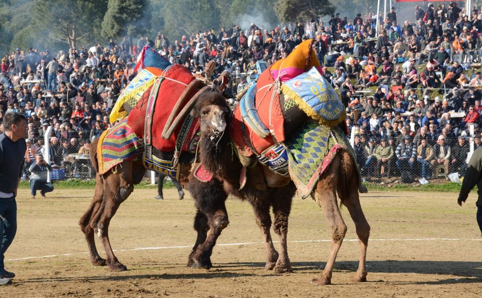Deve Güreşlerinin Tarih ve Yerleri Belli Oldu