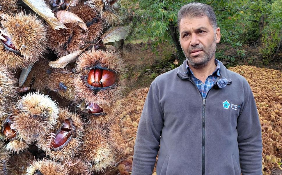 Tireli kestane üreticisi işçi sıkıntısından dertli