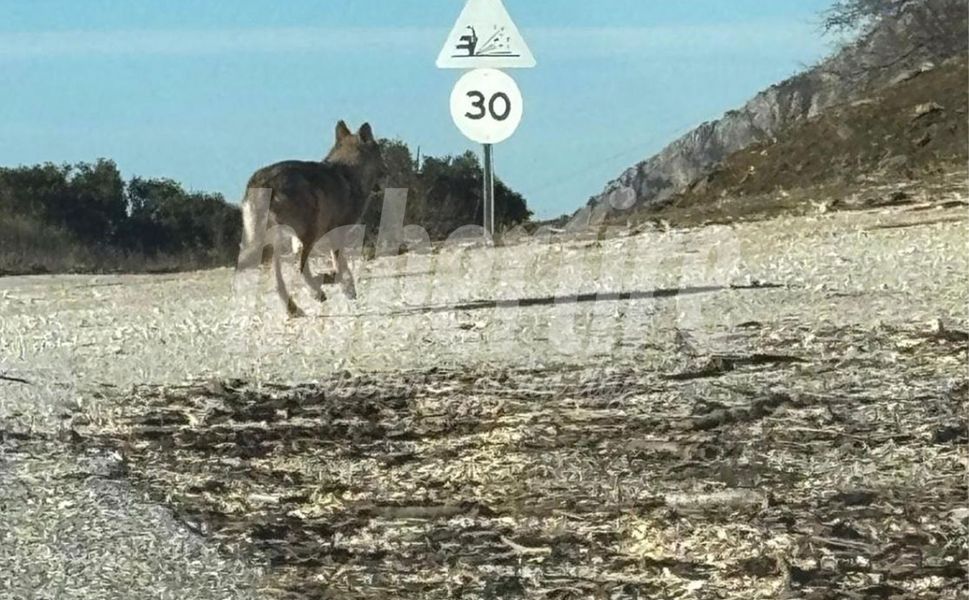 Tire Dağlarında Bir İlk: Kurt Kameralara Yansıdı!