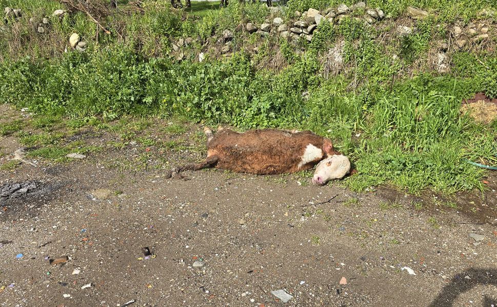 Telef olan hayvanı yol kenarına attılar