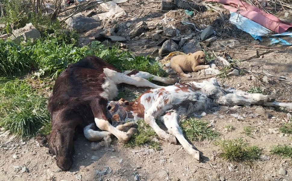 Bu hayvanlar neden ölüyor?