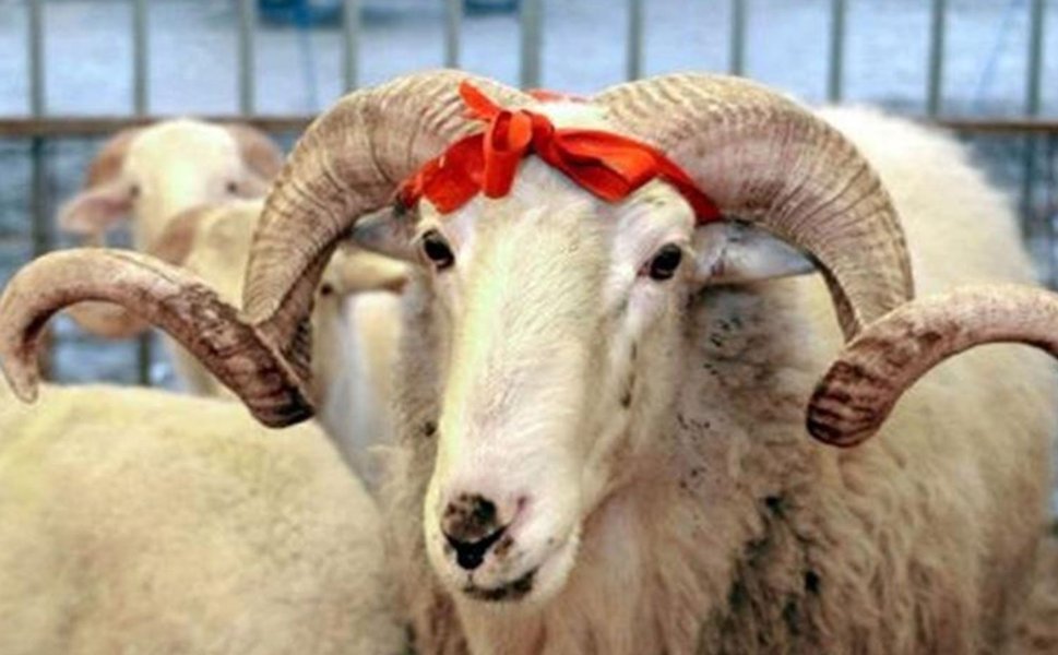 Vekaletle kurban kesim bedelleri belirlendi