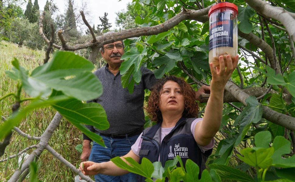 İncirde kalite kaybına karşı doğal mücadele