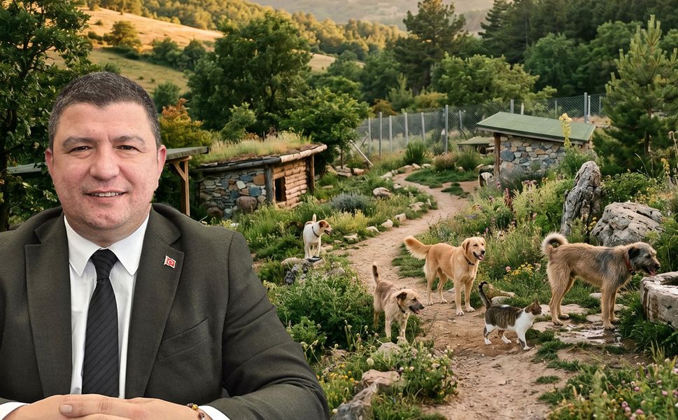 Sokak Hayvanları için müjdeli haber