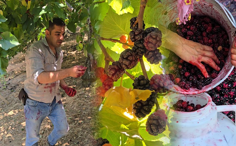 Tire’de karadut hasadı başladı